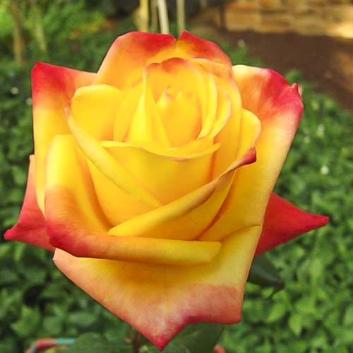 Vrtnica čajevka Sun City  slika 1 članek 6245